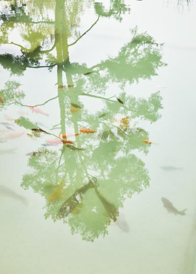 Fische – aus der Serie «Haiku»