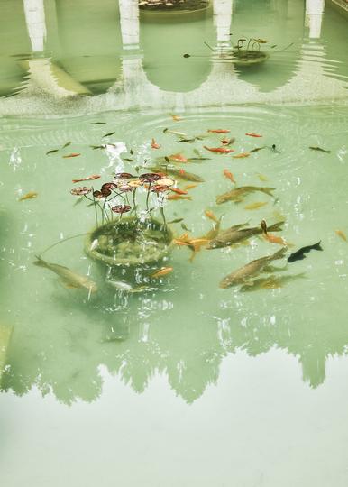 Fische – aus der Serie «Haiku»